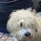 كلبه مجعده للبيع عمرها 10 شهور نوع بيسون فريسي