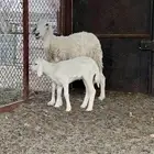 شاه حريه