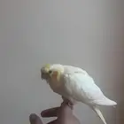 كروان لاتينو