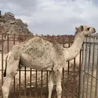 حاشي للبيع