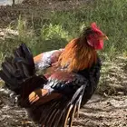 دجاج عربي للبيع