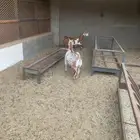 للبيع معزا عمانيه