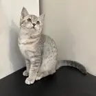 سكوتش ستريت