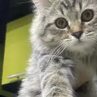 قط مفقود في حي الدهيمان   يوجد مكافاة لمن يجده