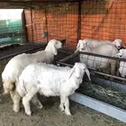 ذبايح للبيع