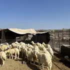 رخال حريات الحد ( 970 ) تم البيع