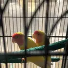 للبيع طيور روز أصفر برتغالي