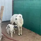 حريه تحتها 2 روم وسلم