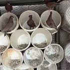 زاجل احمر مقنبر نوادر