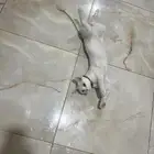 قط تايلاندية للتبني