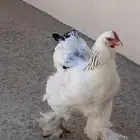 دجاج براهما دم صافي كولمبي