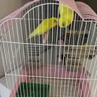 عصافير البادجي