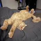 شيرازي بلدي منقذ