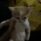 قطط