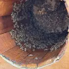 نحل بلدي للبيع 50 خليه نحل للتواصل