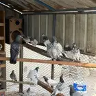 حمام باكستاني