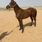 مهرشعبي