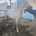 حصان شعبي للبيع