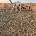 ضريبة مبيوع حوارها للبيع