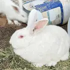 ارنبين للبيع