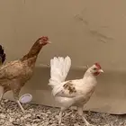 سلام عليكم دجاج بلدي اثنين ديك تركي فرنسي الموقع الغاط