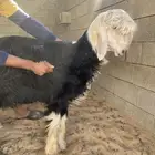 طلي نجدي صنف مشروع فحل