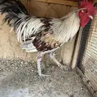 ديكة