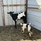 شاه متبع للبيع