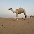 بكره كفو للبيع