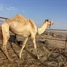 ركبي طابع عالشرط