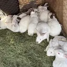 للبيع ارانب