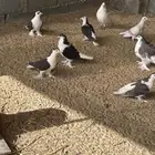 حمام شيرازي او بطريقي