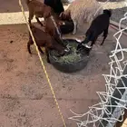 جفار وتيوس