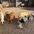 سواكن هرافي مرابي