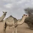قعود 6 شهور ( تم البيع )