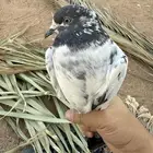 الي مضيعه يالربع يتواصل خاص
