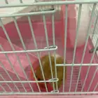 هامستر للبيع