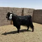 تيوس