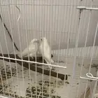 زوج روز البينو مومنج