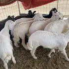 طليان ذبايح نضيفه العمر سته شهور العدد 12