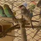 ازواج بادجي بسعرر مغري جدا