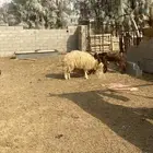 خروف بري طيب للبيع الموقع النبااج