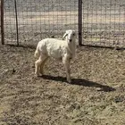 رخل جذعه وخروف تربيه وتيوس