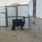 تيس فحل