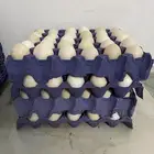 بيض دجاج بلدي