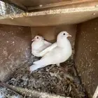 فروخ حمام مشكل