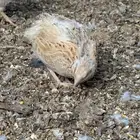 طيور سمان حجم كبير