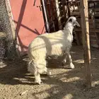 خروف
