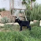 ماعز قزم