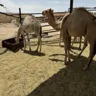 قعدان وبكار كفوو للبيع